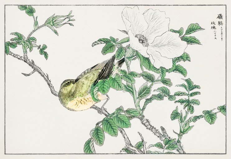 Bird on a Rose Branch