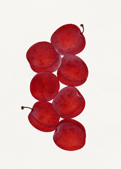 Plums on White Background