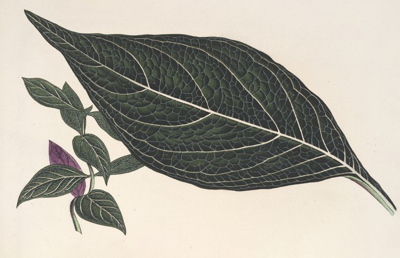 Botanical Illustration of a Dark Green Leaf with Purple Flowers