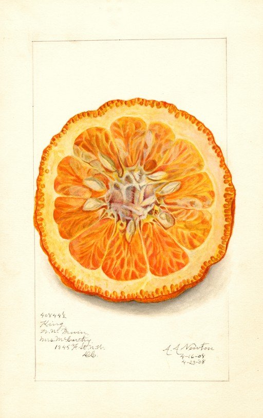Detailed Cross-Section of a Ripe Orange