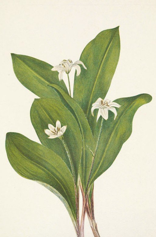 Botanical Illustration of White Star-Shaped Flowers and Green Leaves