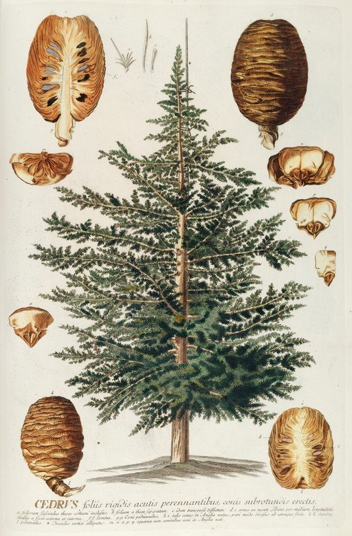 Botanical Illustration of a Cedar Tree and its Cones