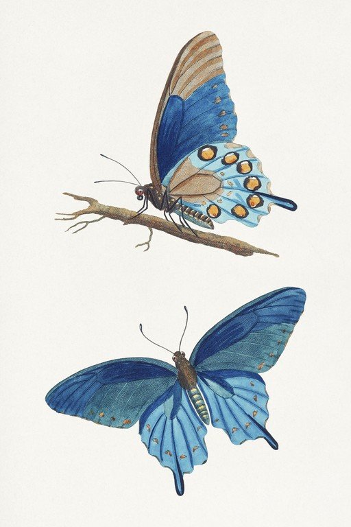Vintage Blue Butterfly Illustrations on Branch