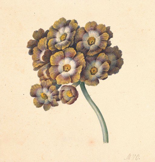 Vintage Botanical Illustration of a Cluster of Flowers