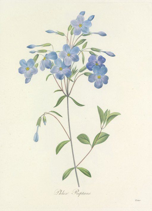 Botanical Illustration of Phlox Reptans Flowers