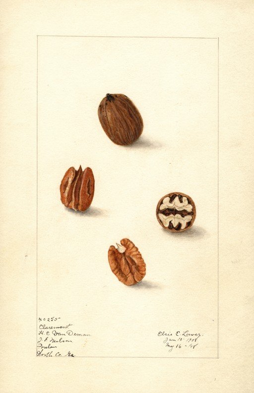 Watercolor Study of Pecans
