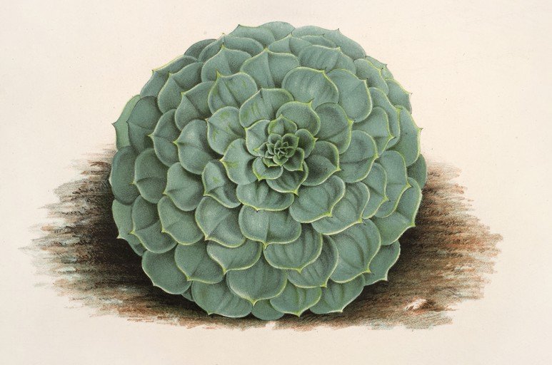 Detailed Illustration of a Succulent Plant