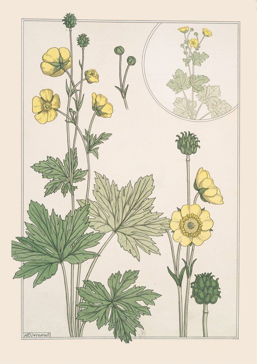 Art Nouveau Buttercup Botanical Illustration