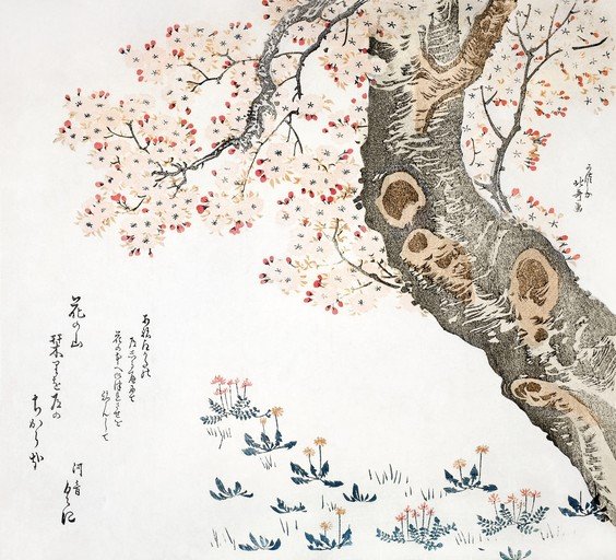 Japanese Cherry Blossom Tree with Wildflowers