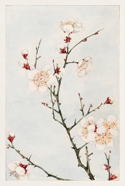 Delicate White Plum Blossoms on a Branch