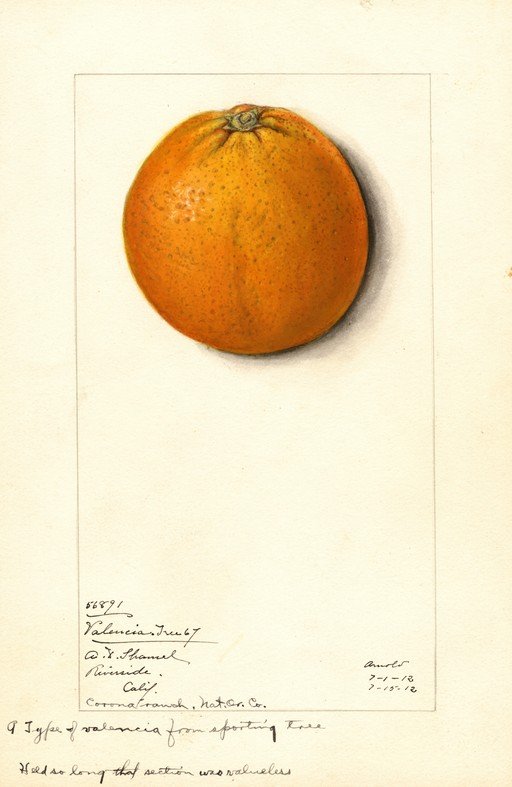 Vintage Valencia Orange Illustration with Handwritten Notes