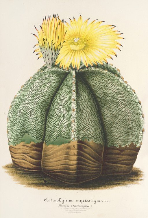 Astrophytum myriostigma Cactus Illustration