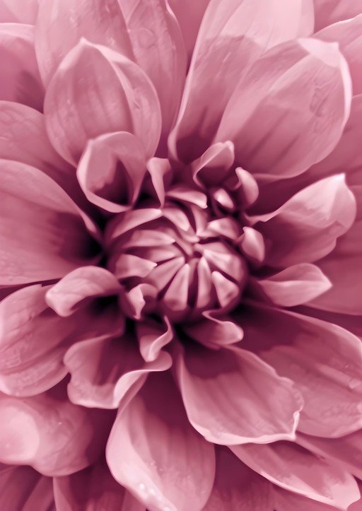 Close-up of a Pink Dahlia Flower