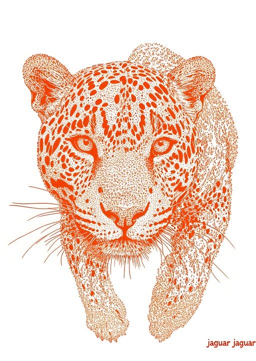 Orange Jaguar Illustration