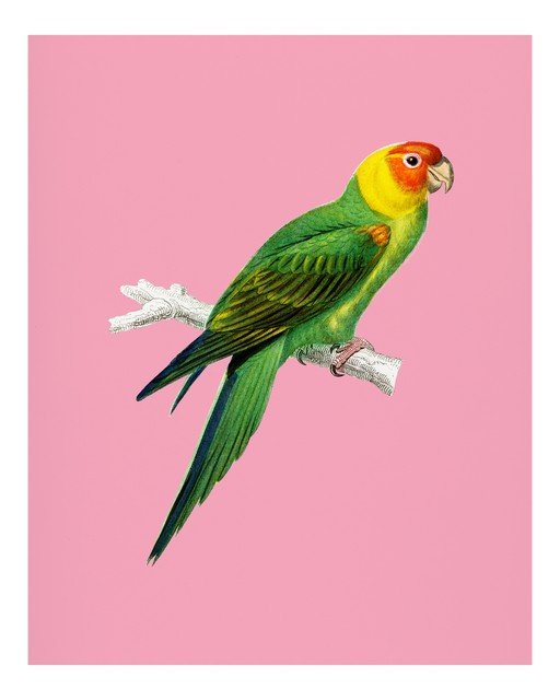 Green Parrot with Yellow Head on Pink Background