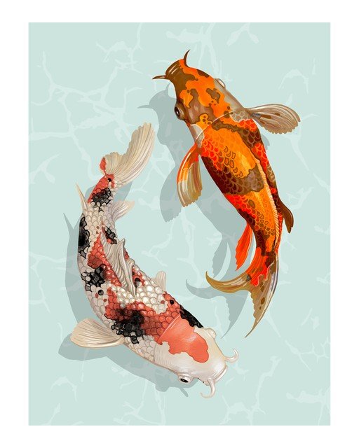 Two Koi Fish Swimming in Water