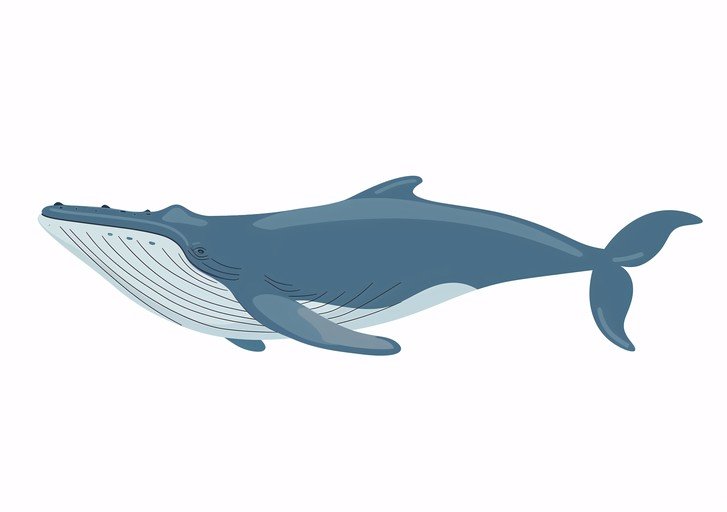 Blue Whale Illustration