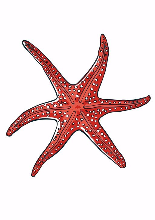 Red Starfish Illustration