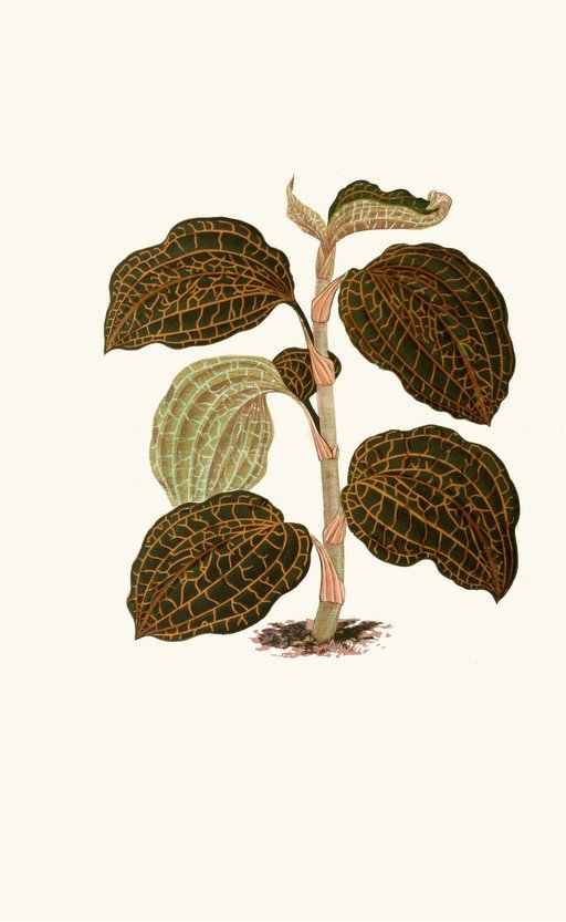 Vintage Botanical Illustration of Jewel Orchid