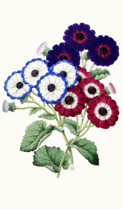 Vintage Botanical Illustration of Cineraria Flowers