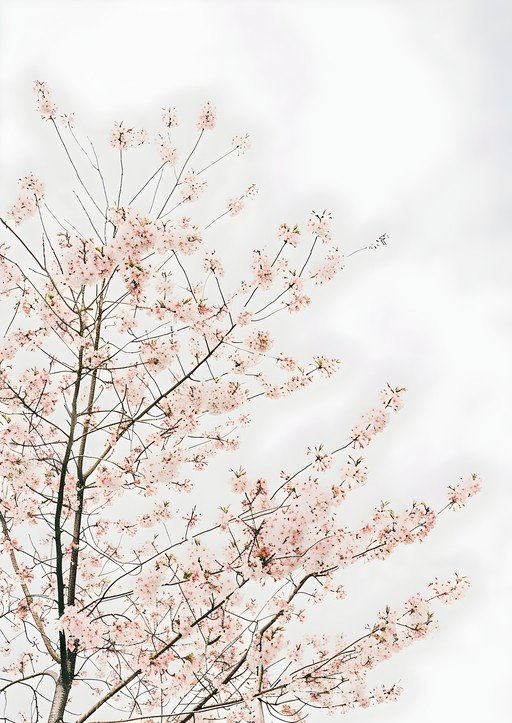 Delicate Pink Cherry Blossoms Against a Soft Sky