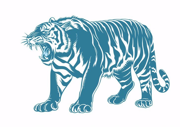 Roaring Tiger Illustration in Blue and White