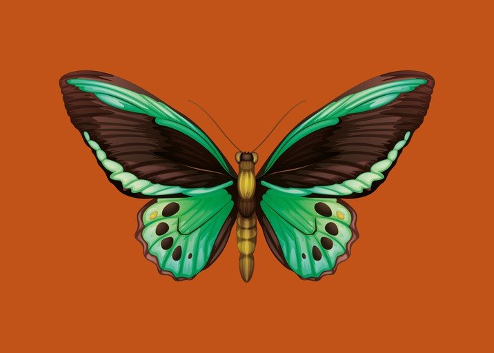 Emerald and Brown Butterfly Illustration