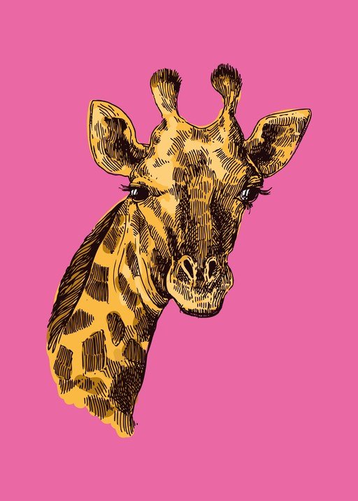 Giraffe Portrait with Pink Background