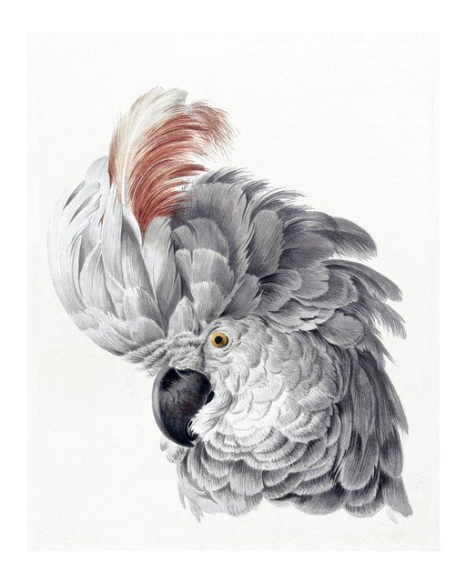 Detailed Illustration of a Cockatoo's Head