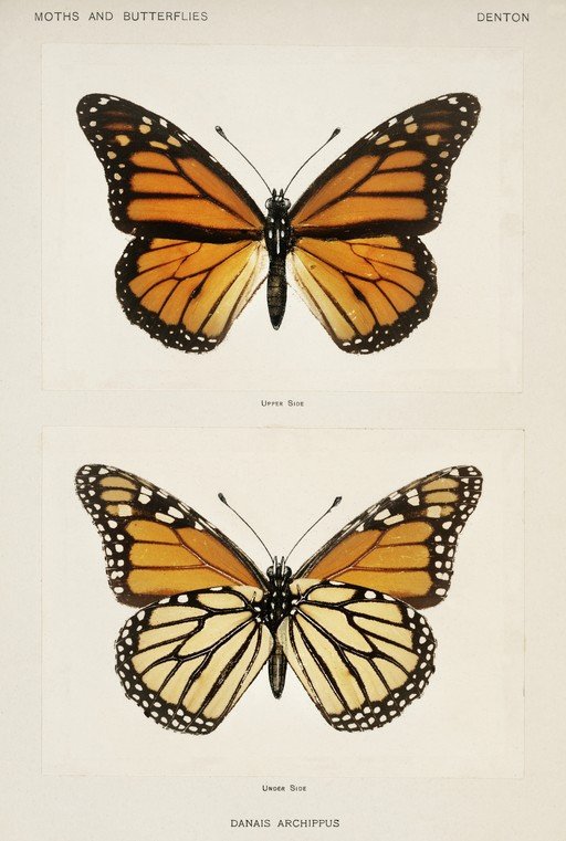 Monarch Butterfly Upper and Under Sides