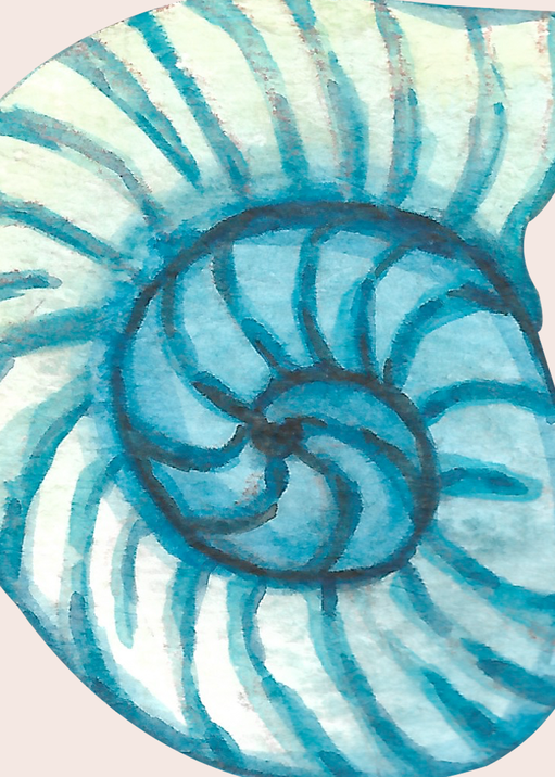 Watercolor Nautilus Shell Art