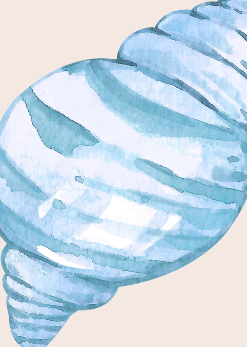Watercolor Seashell Illustration
