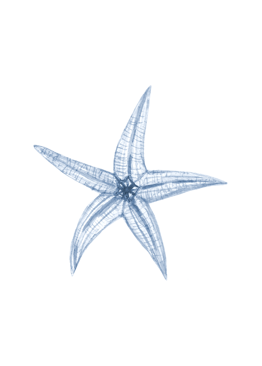 Watercolor Starfish Illustration