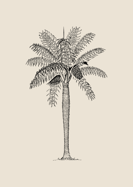 Vintage Palm Tree Illustration