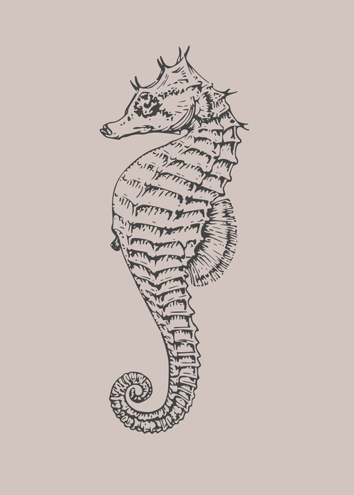 Seahorse Illustration