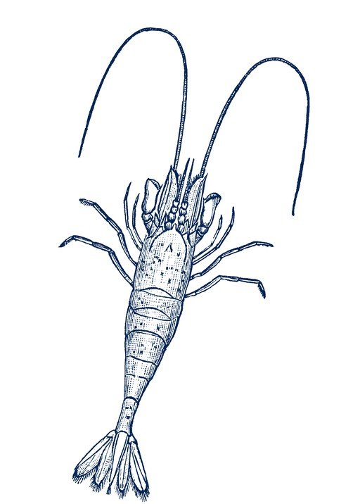 Vintage Shrimp Illustration