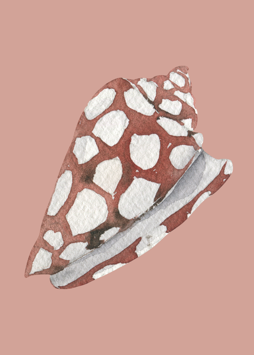 Watercolor Seashell Illustration