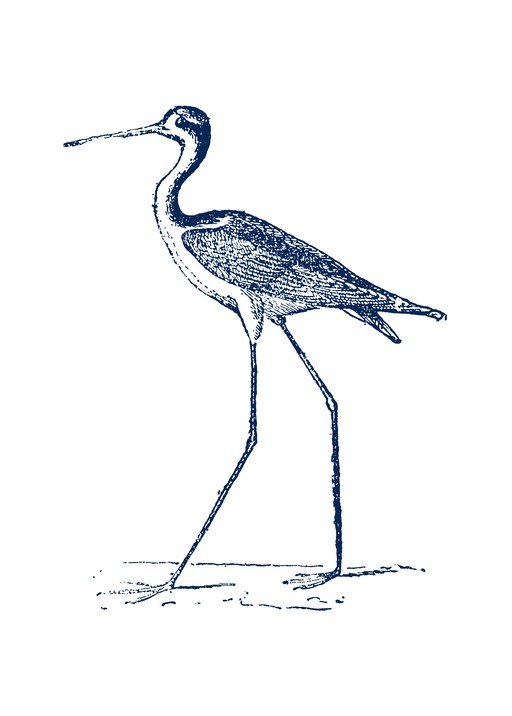 Vintage Black-Necked Stilt Illustration