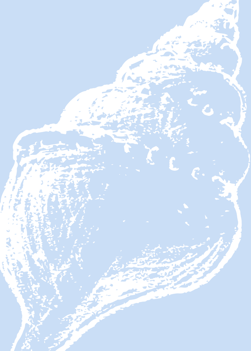 Minimalist White Seashell on Light Blue Background