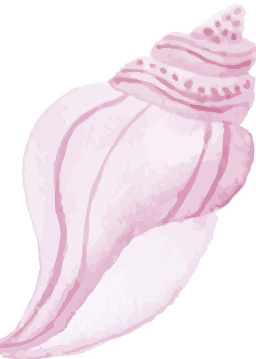 Watercolor Pink Seashell Illustration