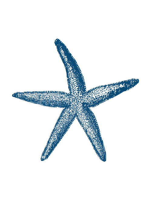 Blue Starfish Illustration