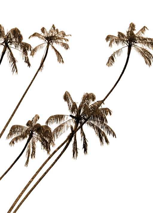 Sepia Palm Trees Against White Sky