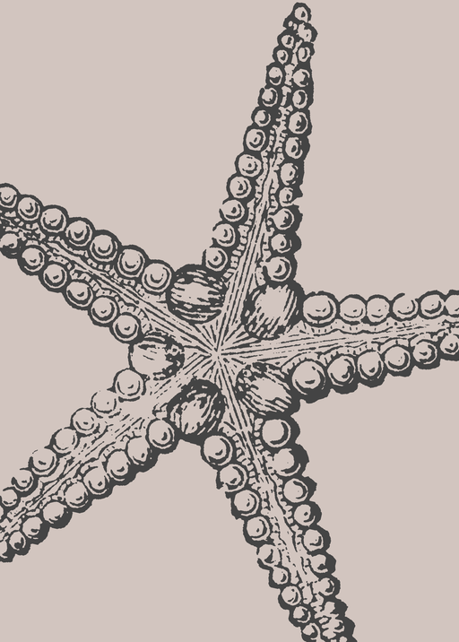 Vintage Starfish Illustration