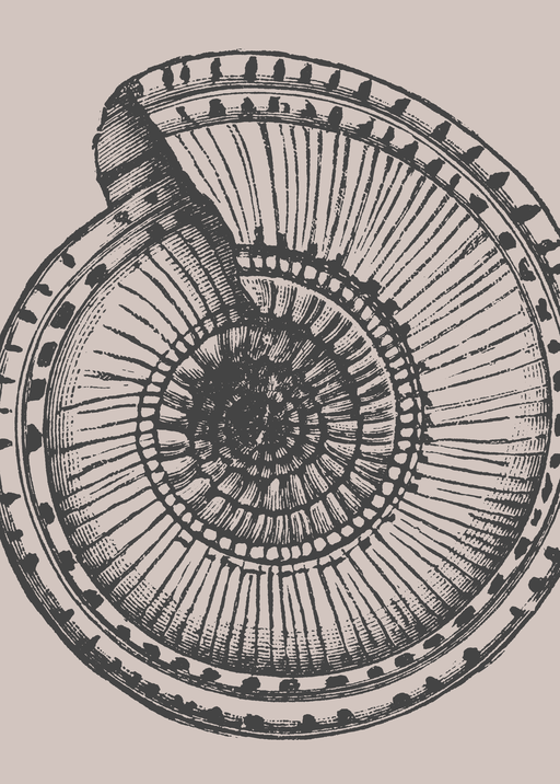Detailed Ammonite Fossil Illustration