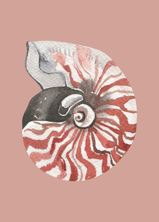 Nautilus Shell Watercolor Art