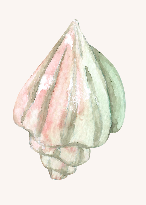 Watercolor Seashell Illustration