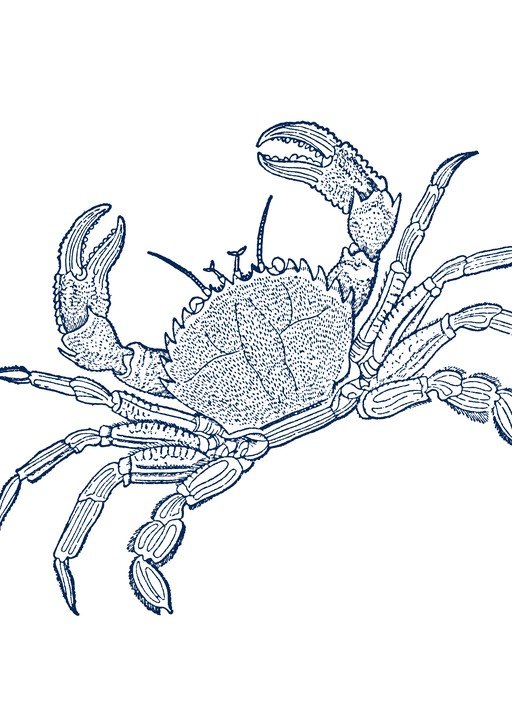 Detailed Ink Drawing of a Crab