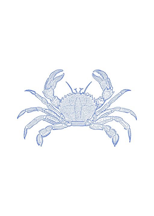 Blue Crab Illustration
