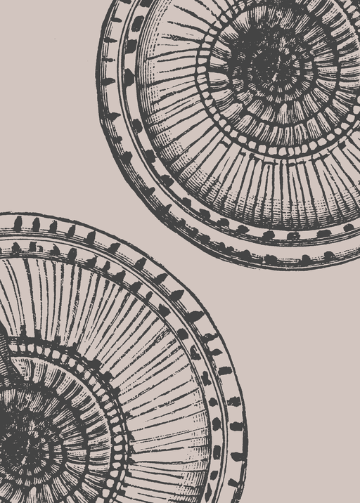 Vintage Fossil and Shell Illustrations