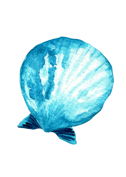 Watercolor Blue Scallop Shell Illustration